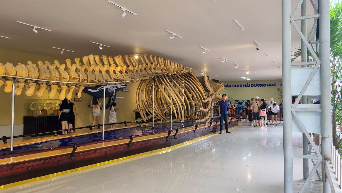 Bộ xương cá voi lưng gù khổng lồ dài 18m thu hút du khách quan tâm. Ảnh: C.N