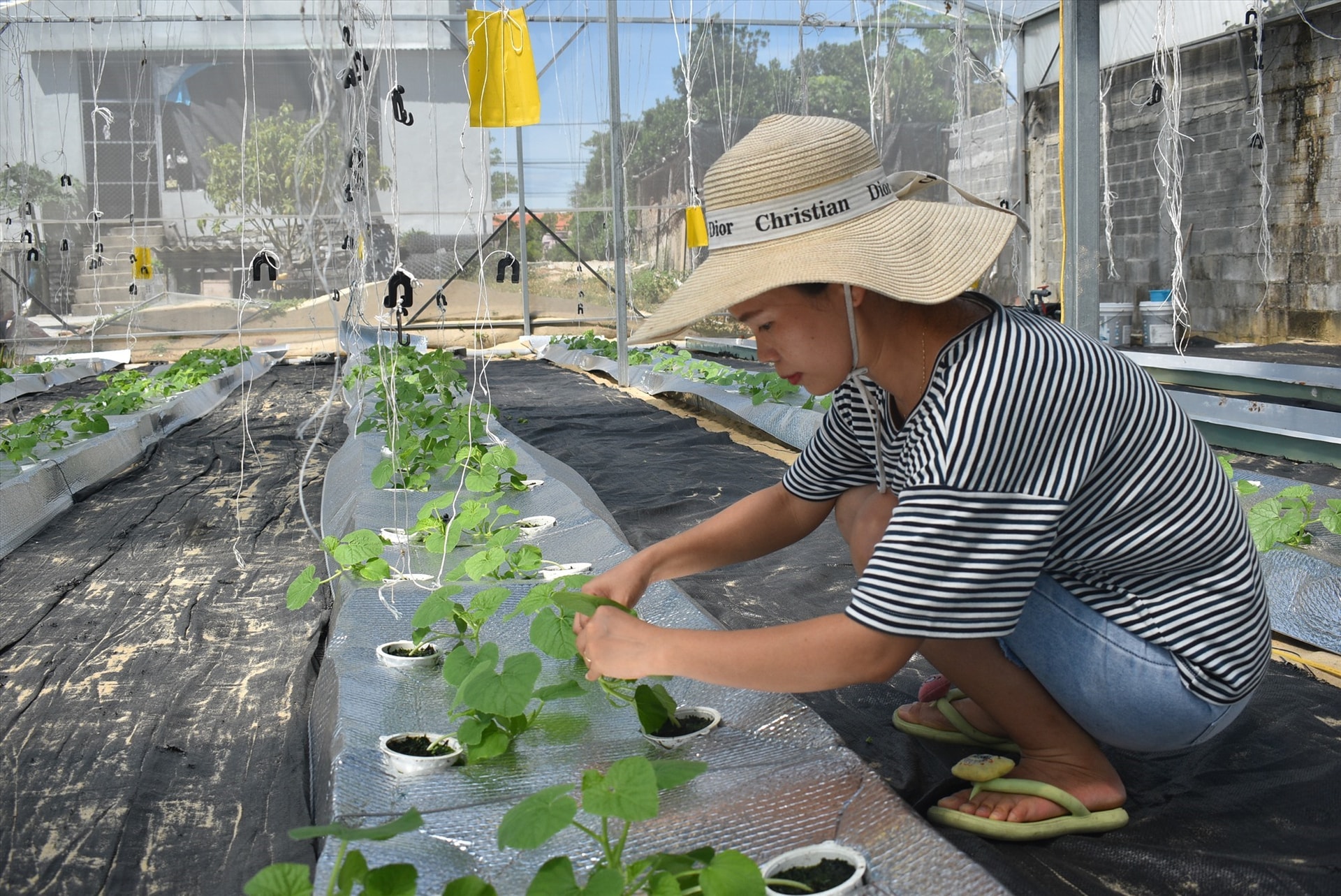 Planting cantaloupe