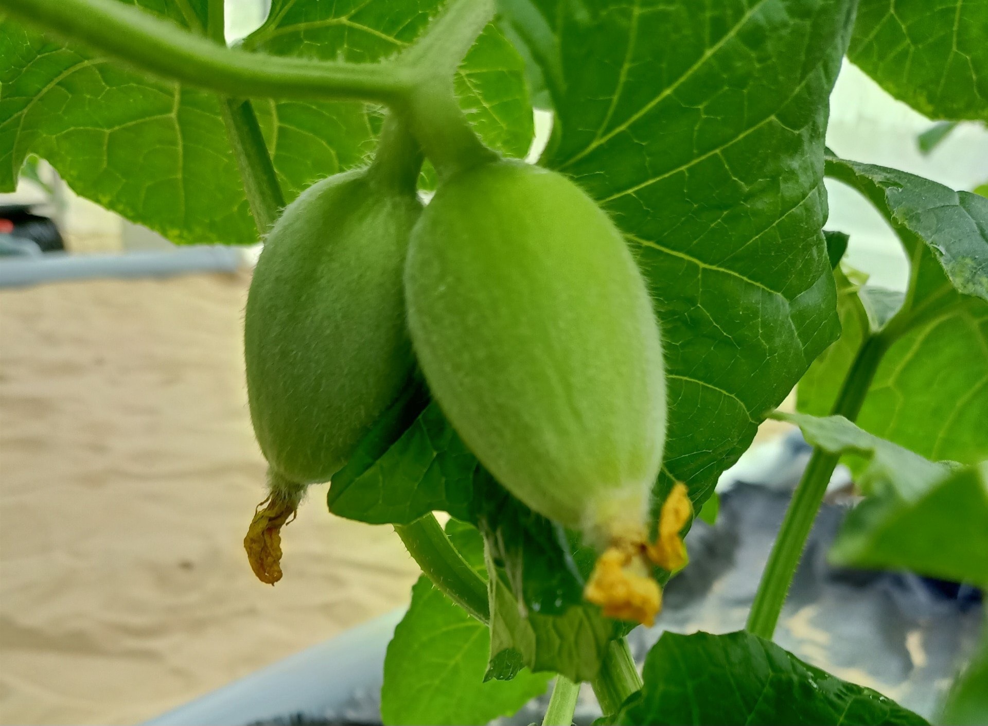 Cantaloupes farming using organic fertilisers