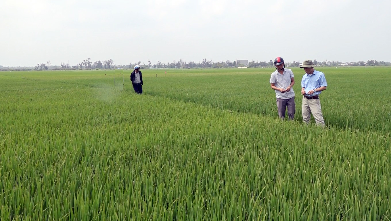 Nông dân huyện Thăng Bình thăm đồng, sớm phát hiện sâu bệnh để phòng trừ. Ảnh: MT