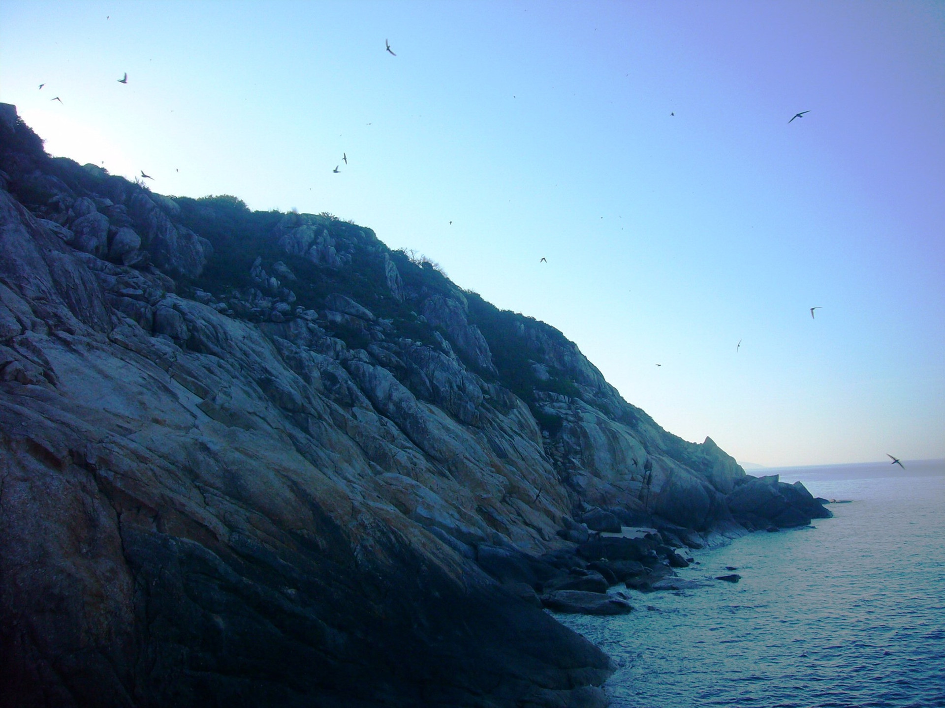Quần thể chim yến lưu trú trên đảo Hòn Tai – Cù Lao Chàm.