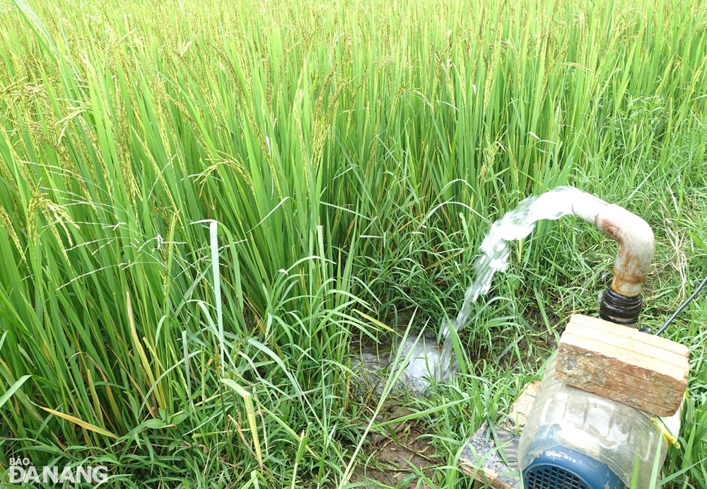 Một số nơi, nông dân chủ động dùng máy bơm để bơm nước tưới, cứu lúa.