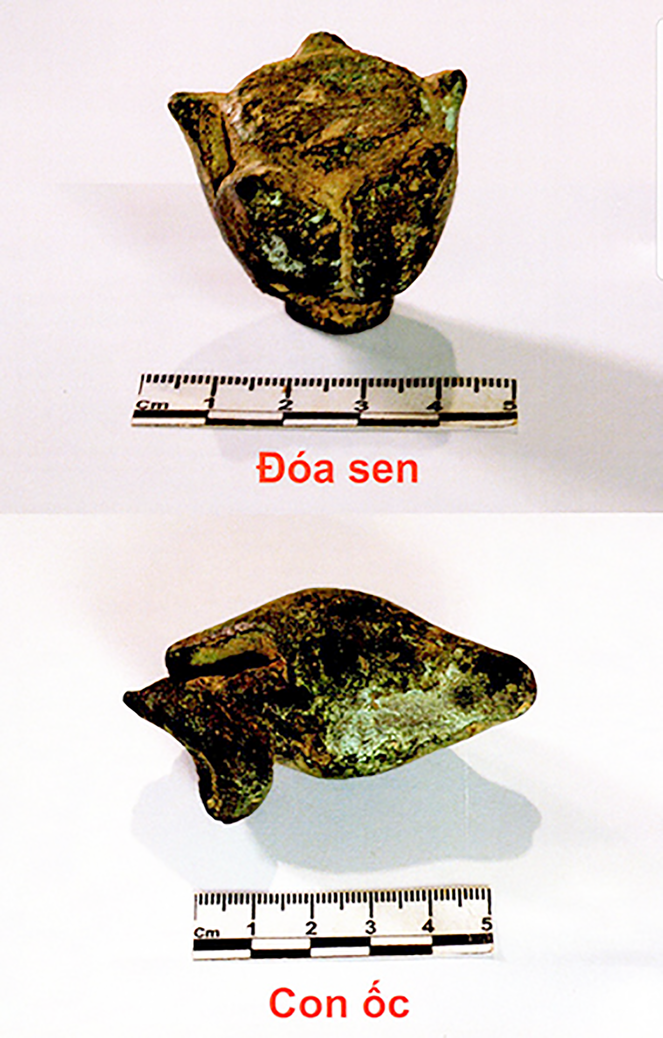 Hai pháp khí đóa sen và con ốc hiện được bảo quản tại Bảo tàng Quảng Nam