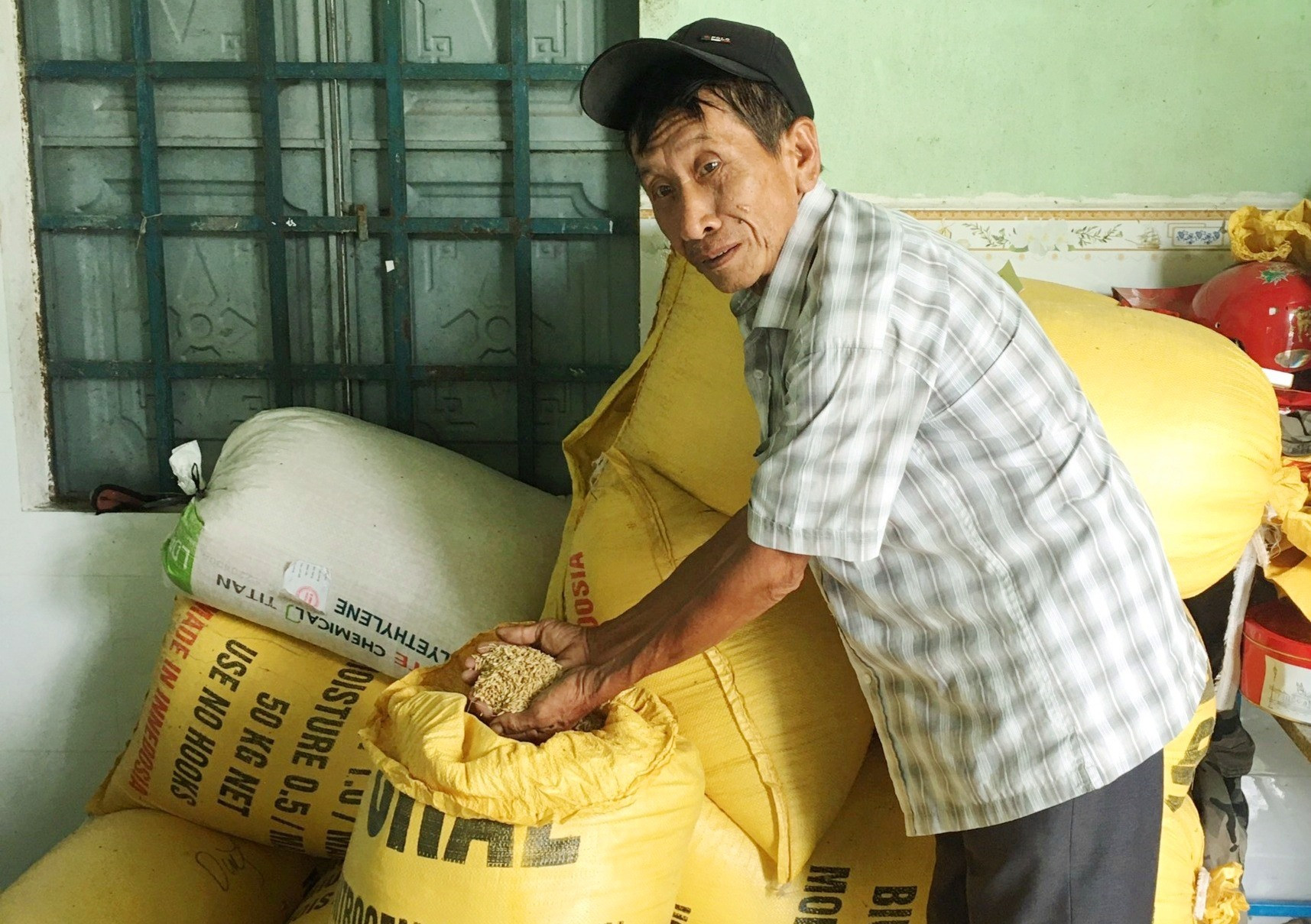 Thời điểm này, nhu cầu lúa gạo trên thị trường khá lớn nhưng nguồn cung tại Quảng Nam lại thiếu hụt. Ảnh: N.S