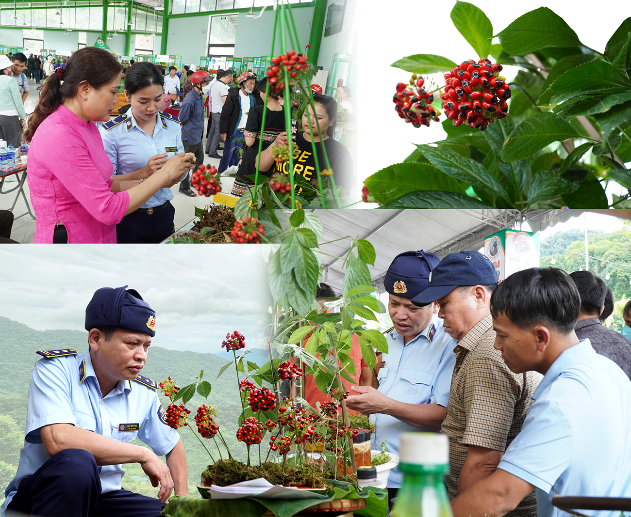 Lực lượng quản lý thị trường giám sát chặt chẽ việc kinh doanh tại phiên chợ sâm. Ảnh: Q.L