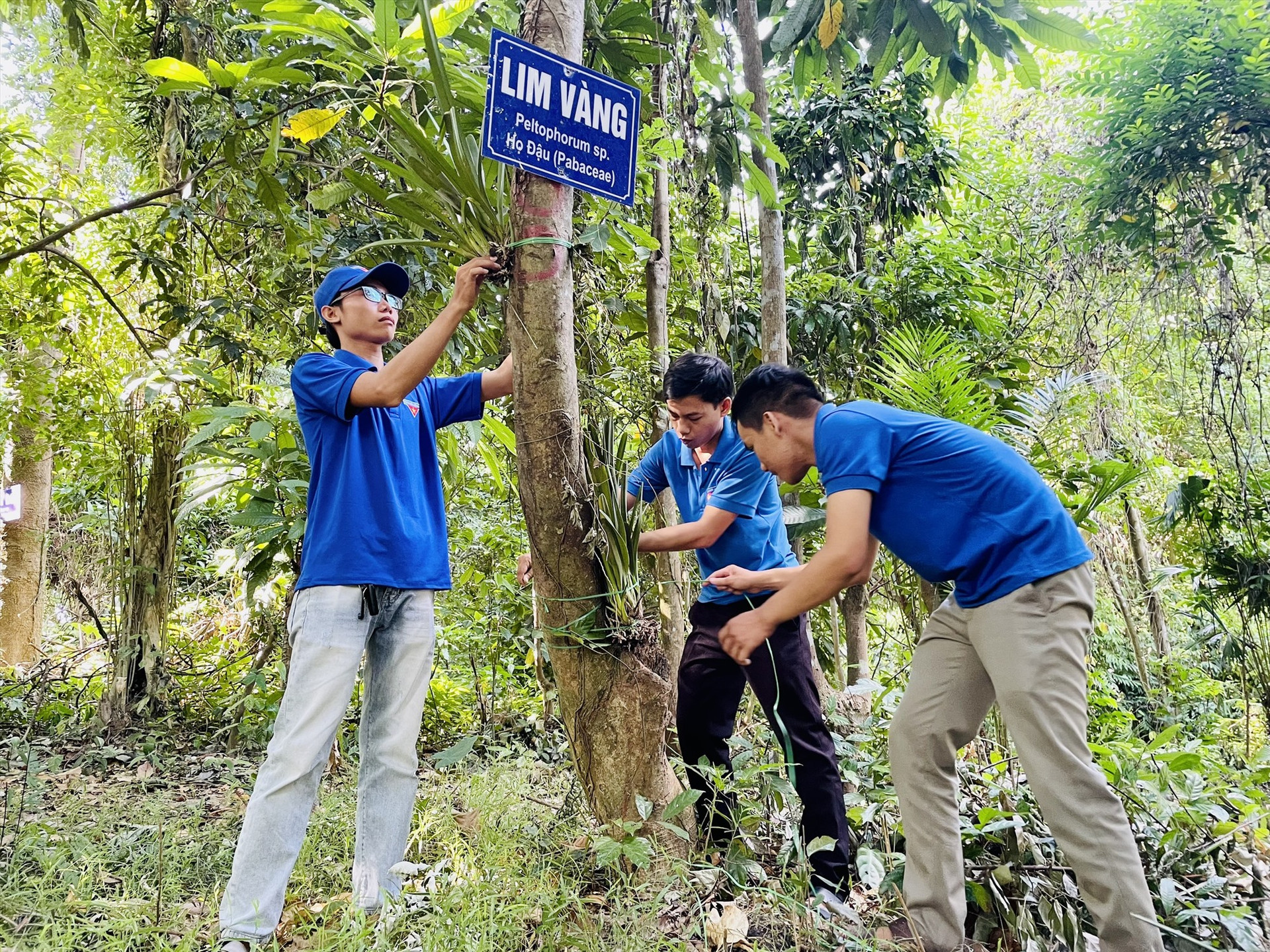 Chương trình “Đem lan về với tự nhiên” đã ghép 100kg lan tại các cây cổ thụ ở rừng Cấm. Ảnh: X.H