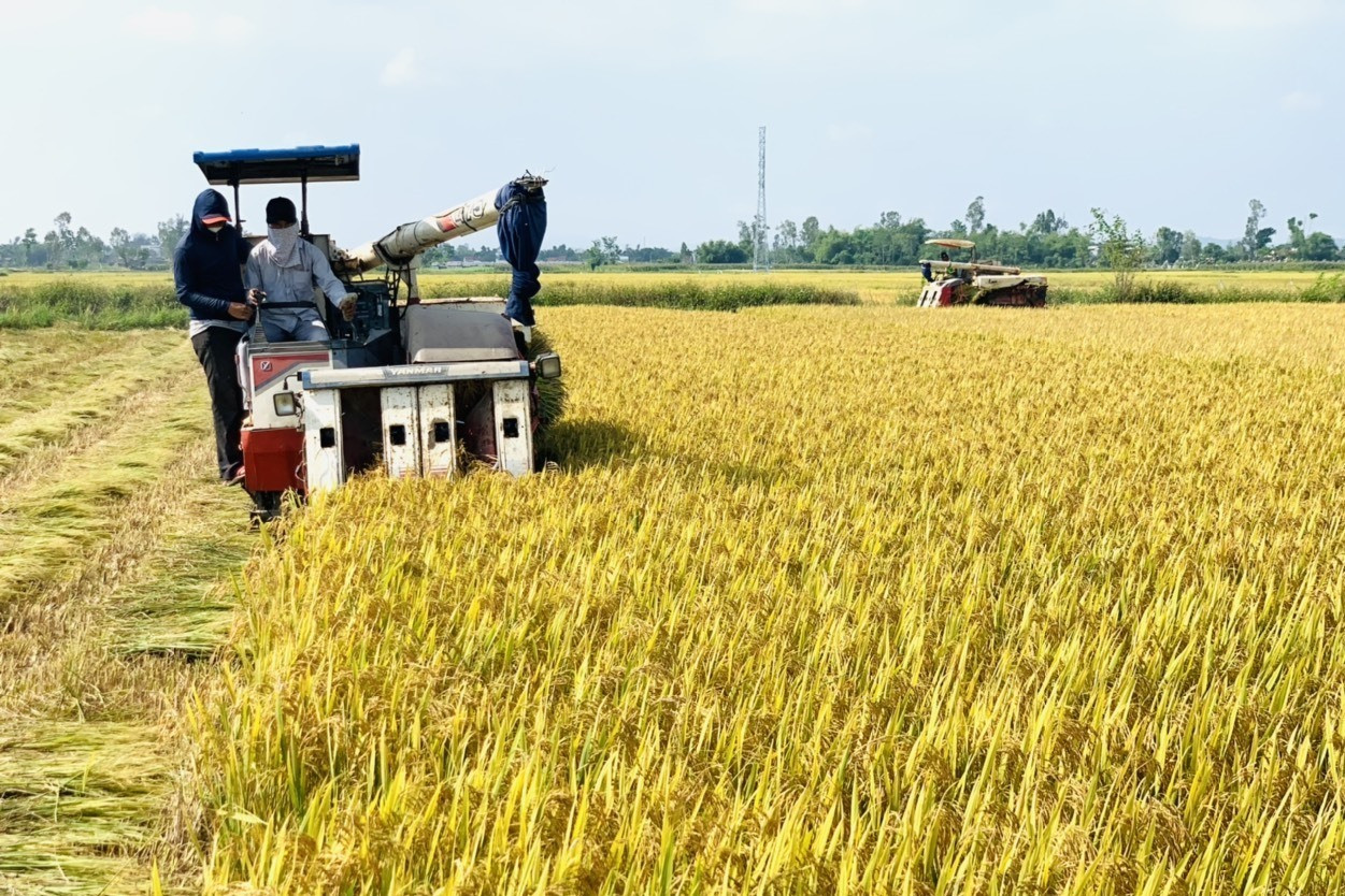 Những năm qua, nhiều HTX nông nghiệp trên địa bàn tỉnh đứng ra làm khâu trung gian cho các doanh nghiệp liên kết với nông dân sản xuất giống lúa hàng hóa và lúa thương phẩm chất lượng cao. Ảnh: N.S