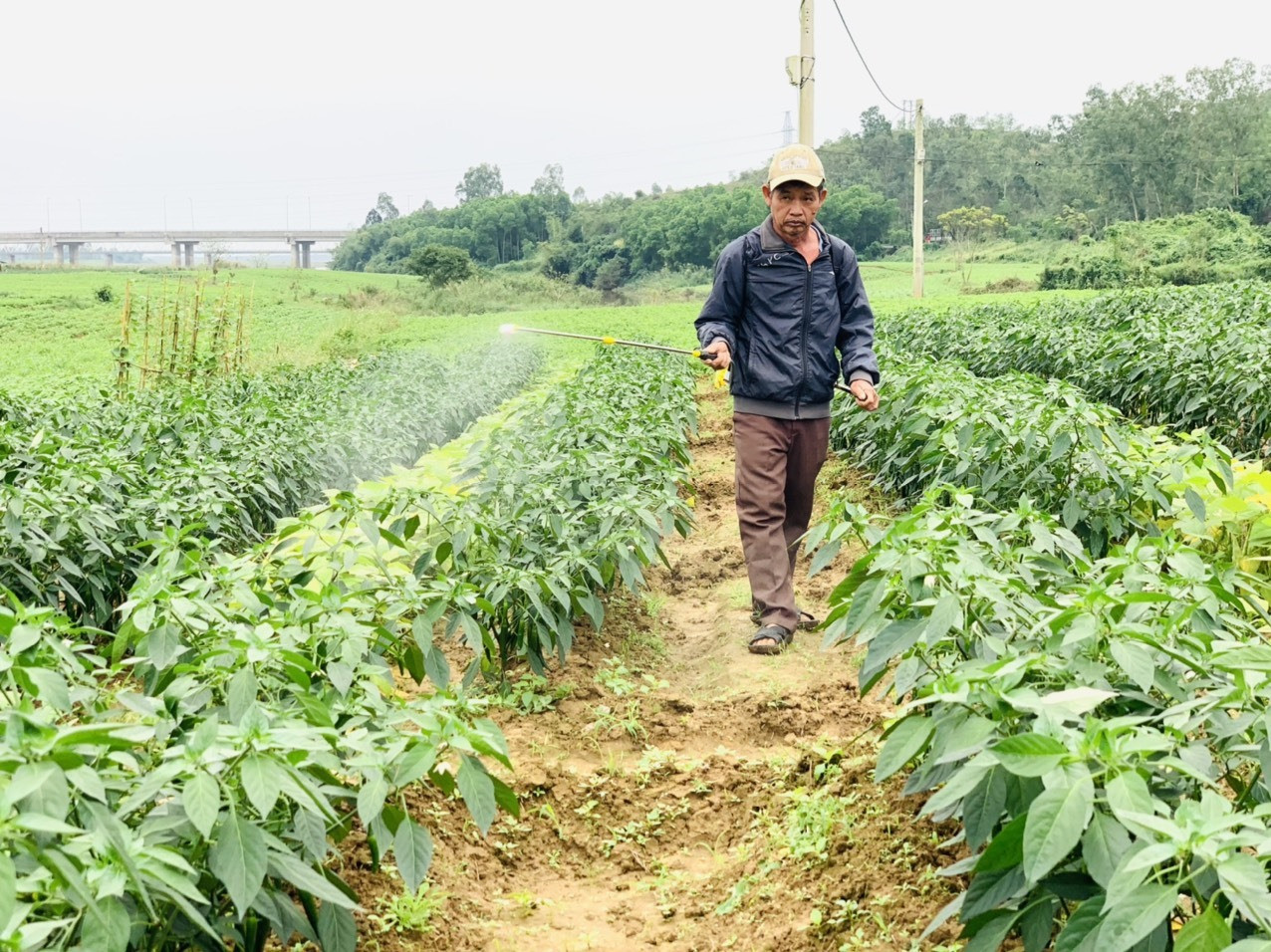 Mô hình liên kết sản xuất ớt xuất khẩu ở Duy Xuyên giúp nhà nông nâng cao nguồn thu nhập và ổn định đầu ra sản phẩm. Ảnh: N.S
