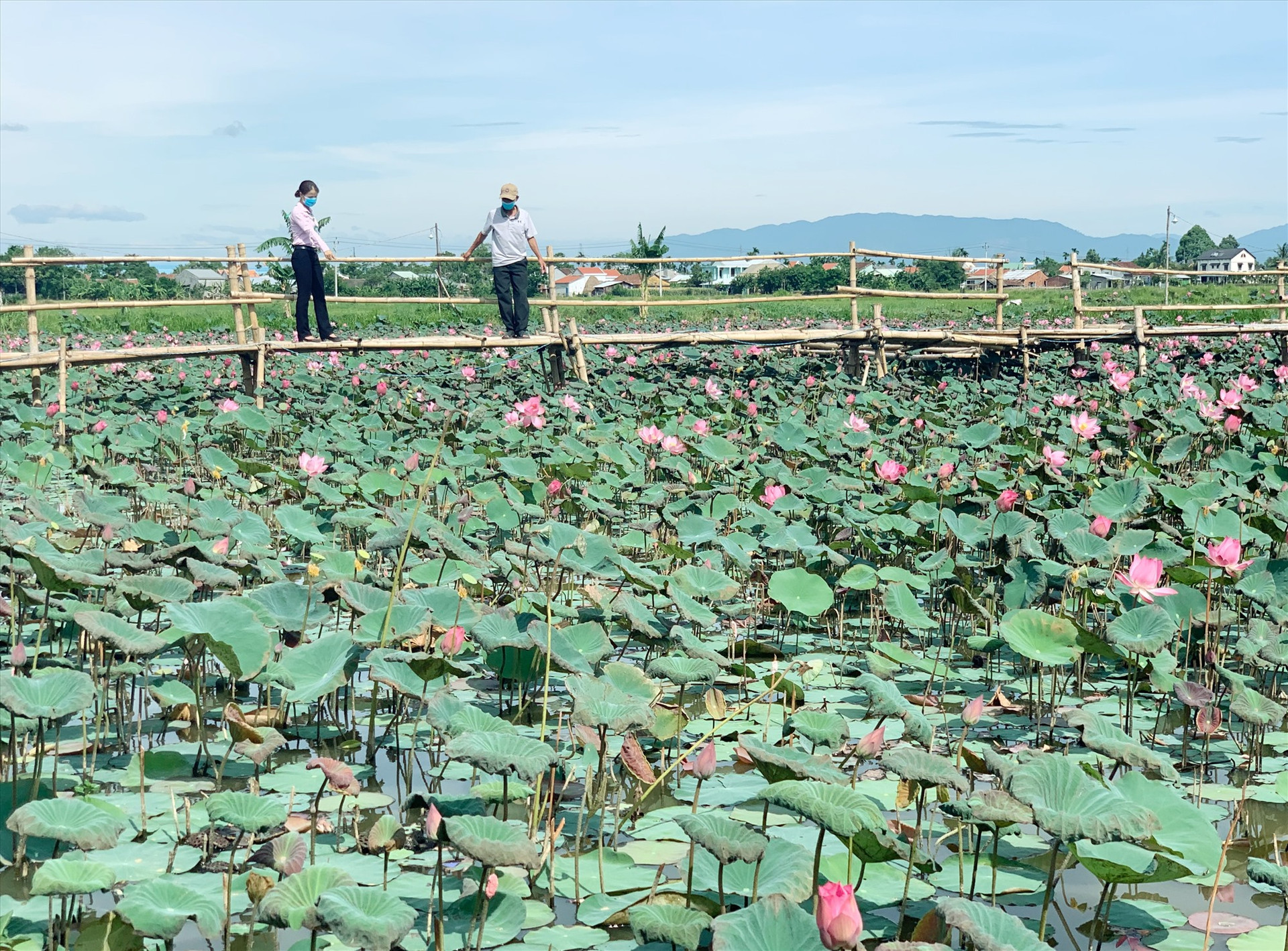 Từ nguồn vốn vay của NHCSXH huyện, nhiều hộ dân ở Duy Xuyên có điều kiện phát triển mô hình trồng sen kết hợp nuôi cá khá hiệu quả.  Ảnh: T.P