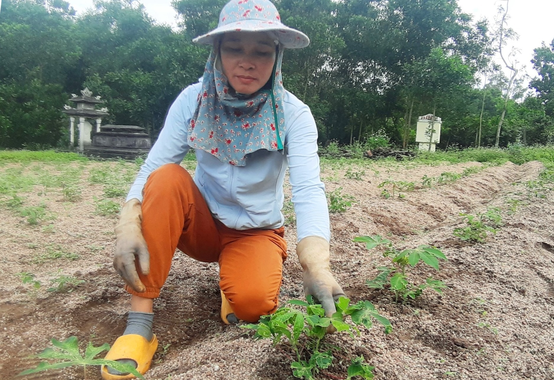 Mấy năm gần đây, bệnh khảm lá liên tục gây hại các ruộng sắn ở huyện Quế Sơn trên diện rộng. Ảnh: N.P