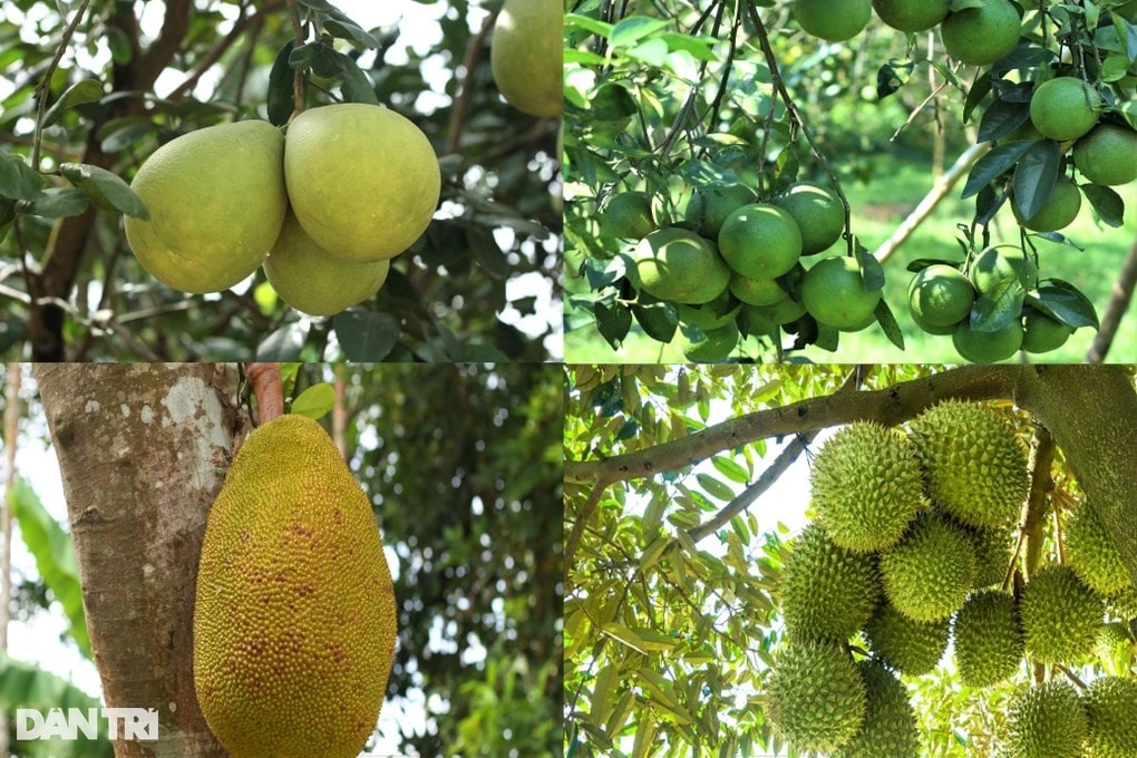 There are a lot of types of fruit in the village.