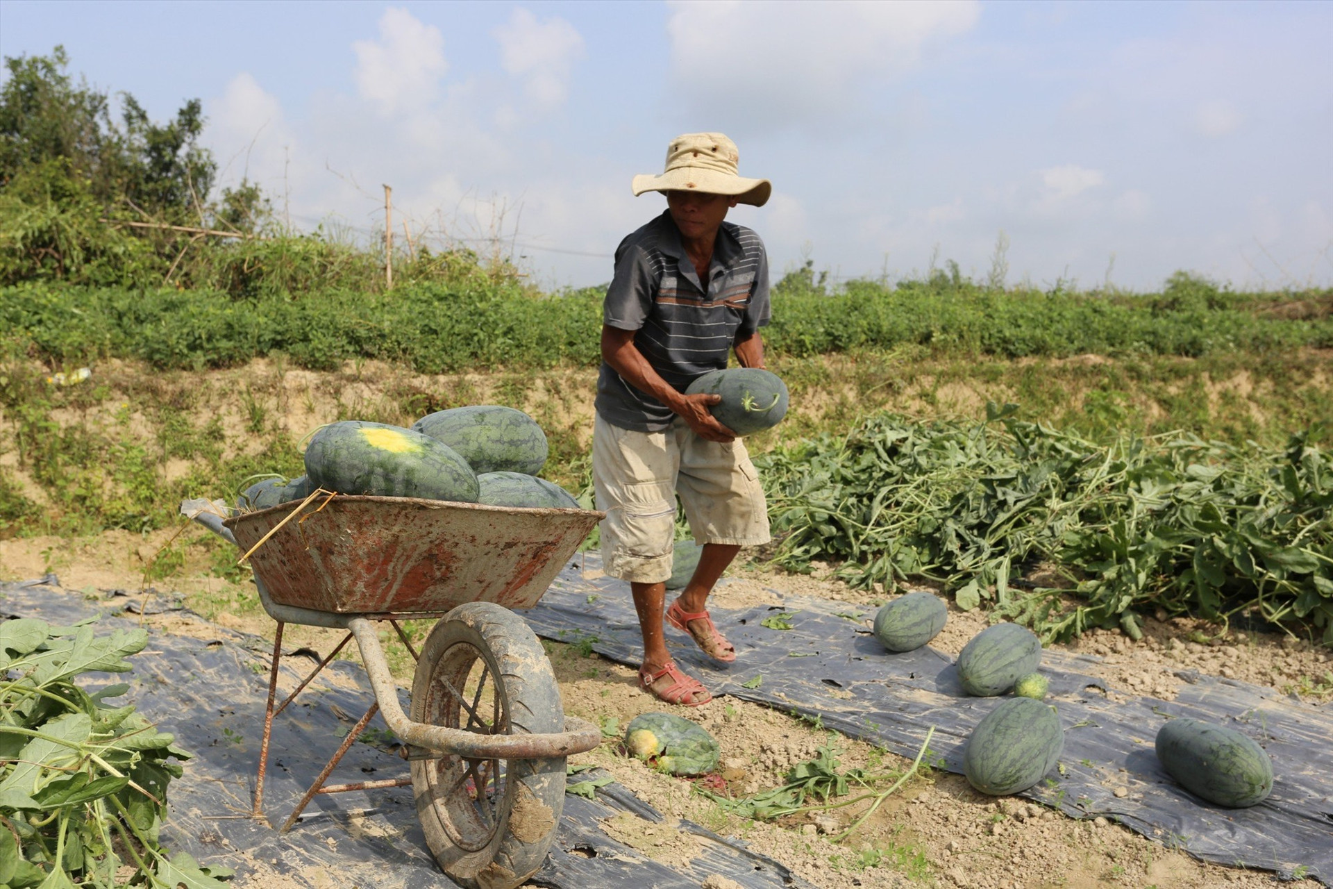 Dưa hấu được xác định là một trong các loại nông sản chủ lực trong hoạt động xuất khẩu của Quảng Nam. Ảnh: V.L