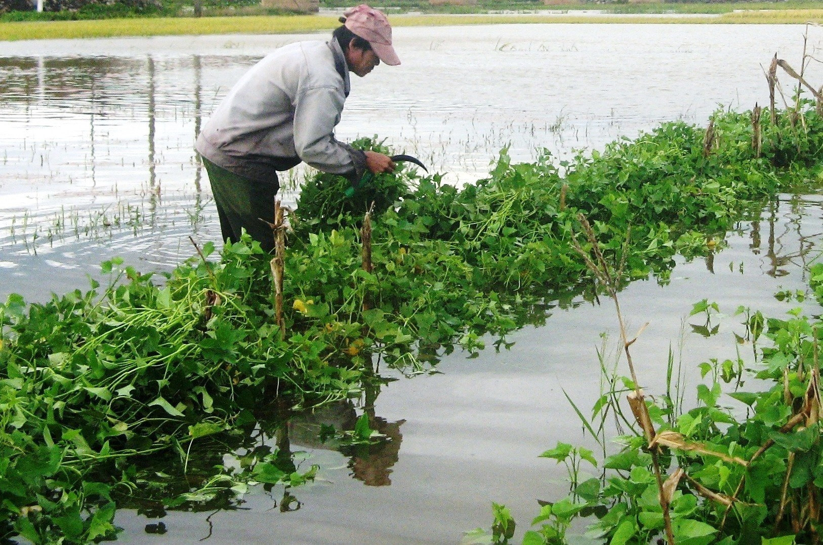 Thiên tai gây thiệt hại nặng về hoa màu của nông dân huyện Phú Ninh. Ảnh: P.V