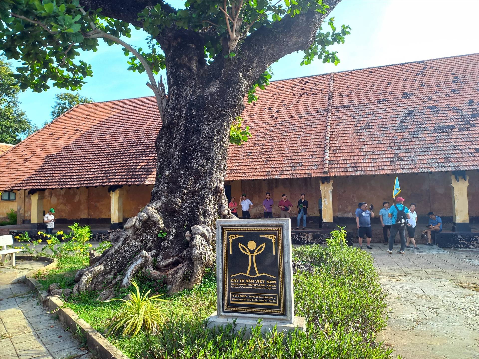 Cây bàng ở trại giam Phú Hải (Côn Đảo) được công nhận là Cây di sản.