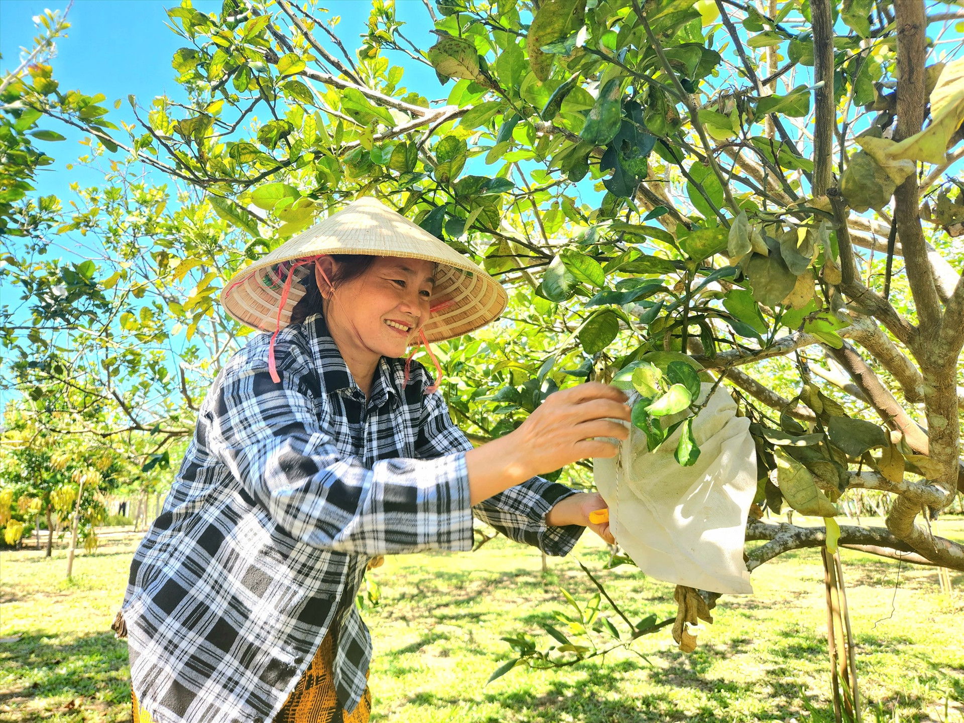 Làng Cà Ban hiện có nhiều vườn cây ăn trái đang mùa trĩu quả.