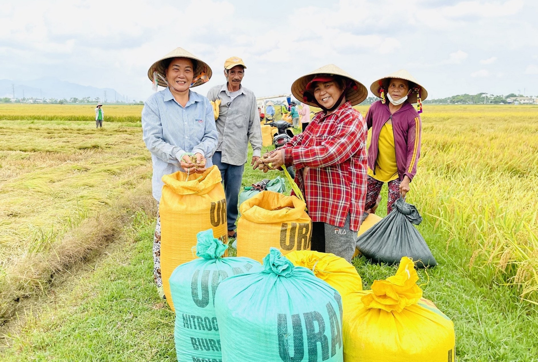 Nông dân Quảng Nam đẩy mạnh liên kết với doanh nghiệp sản xuất giống lúa hàng hóa, mang lại hiệu quả kinh tế cao. Ảnh: S.A