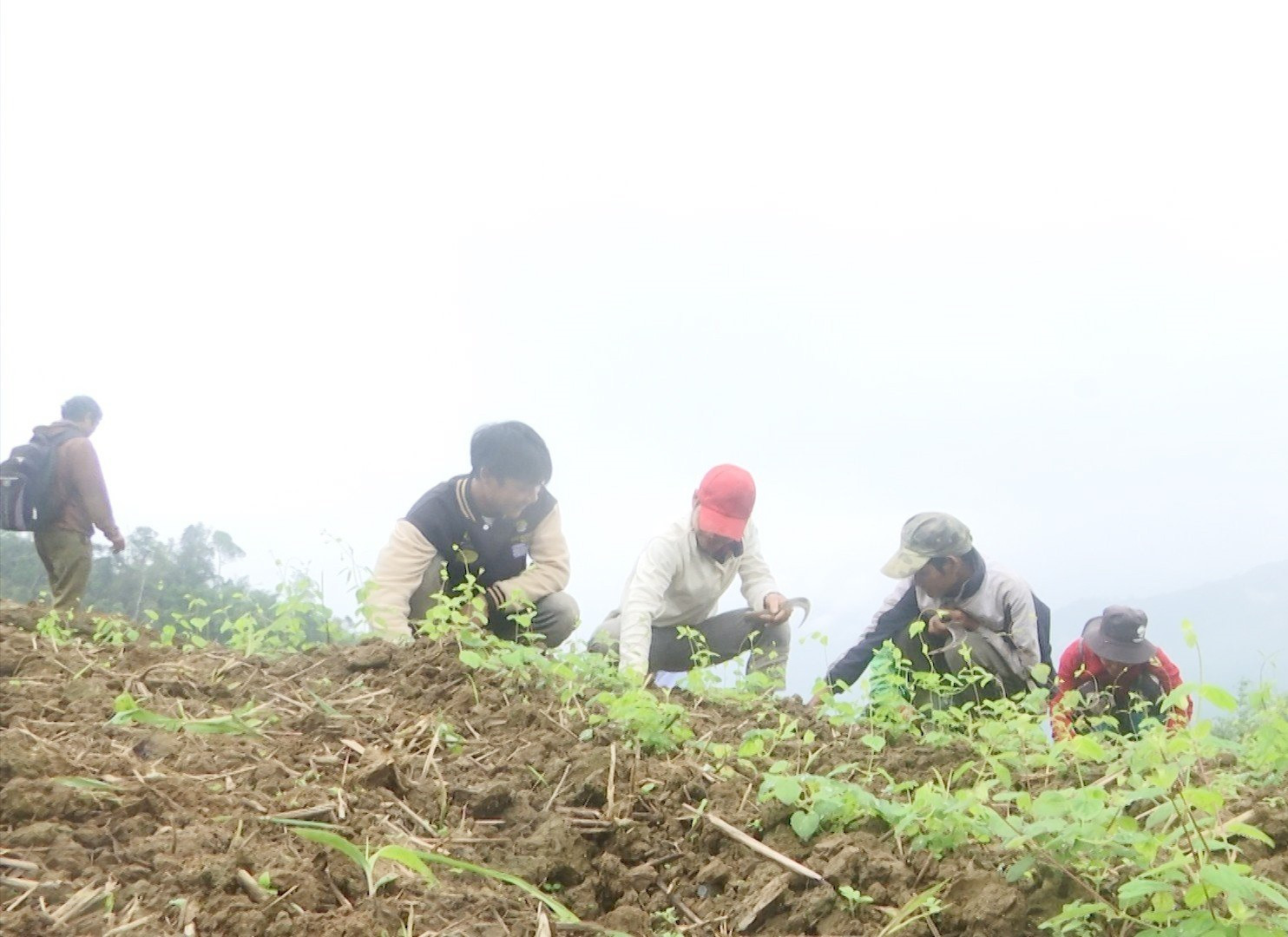 Người dân huyện Nam Trà My được hỗ trợ trồng cây đảng sâm khi về nơi ở mới. Ảnh: P.T