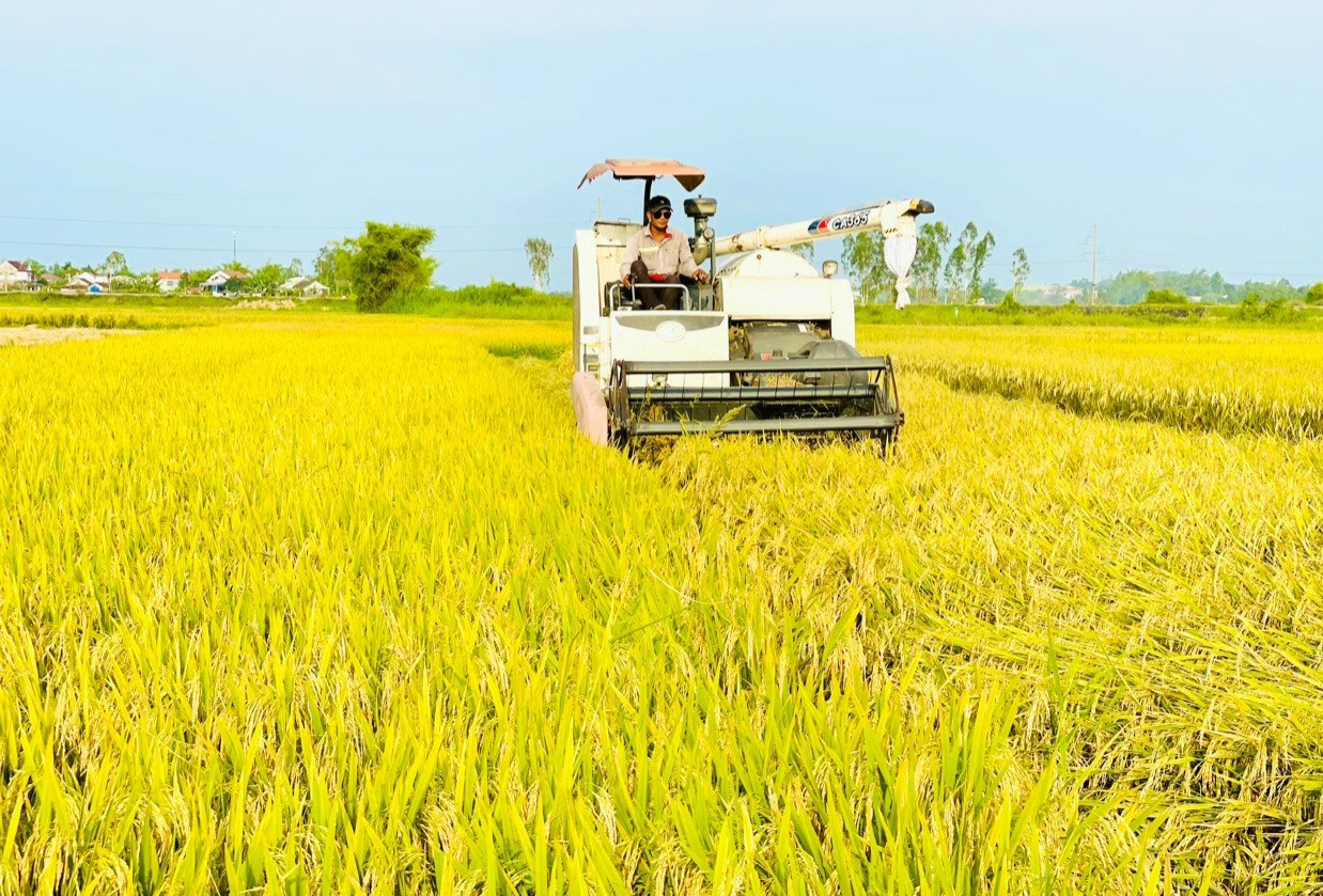 Những năm qua, nông dân nhiều địa phương đẩy mạnh liên kết với các doanh nghiệp sản xuất lúa giống hàng hóa theo phương thức bao tiêu sản phẩm. Ảnh: PV