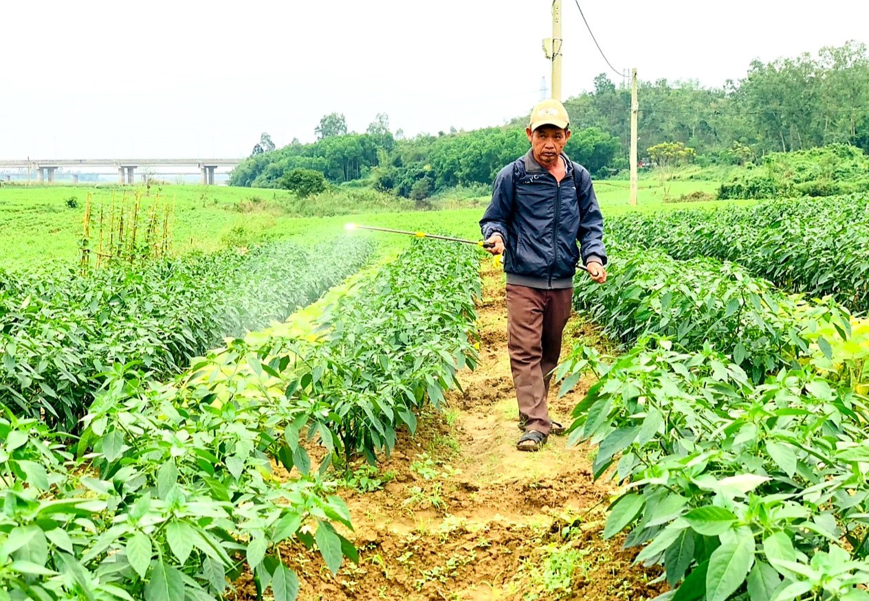Thời gian qua, tại huyện Duy Xuyên xuất hiện nhiều mô hình liên kết sản xuất ớt xuất khẩu mang lại hiệu quả kinh tế cao. Ảnh: PV