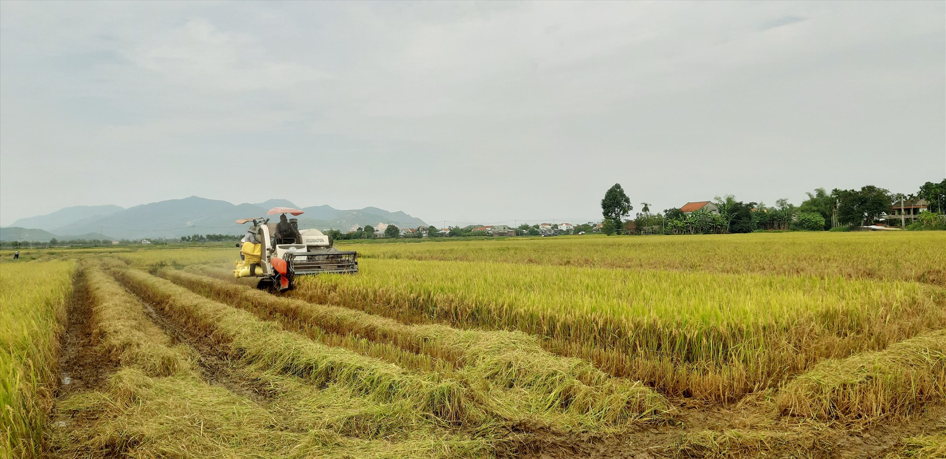 Chính quyền các địa phương huy động tối đa máy gặt đập liên hợp khẩn trương thu hoạch lúa hè thu.   Ảnh: N.S