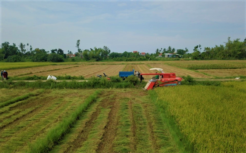 Tranh thủ ngày nghỉ lễ, nông dân Tam Kỳ ra đồng thu hoạch lúa từ sáng sớm. Ảnh: VT