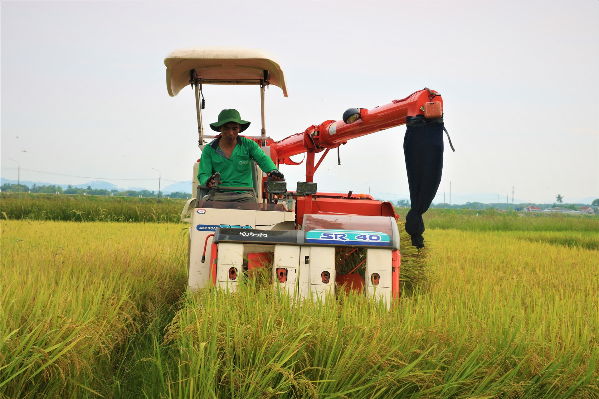 Trên cánh đồng, những chiếc máy gặt được vận hành hết công suất để thu hoạch lúa cho nông dân. Ảnh: VT