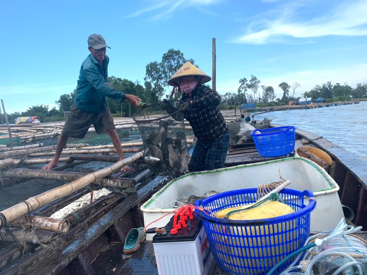 Ngư dân khẩn trương thu hoạch cá nuôi lồng bè nhằm tránh ảnh hưởng của cơn bão số 3. Ảnh: VT