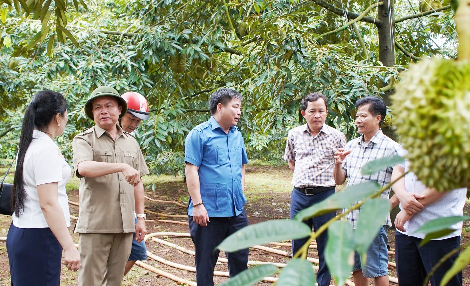 Đoàn công tác thăm vườn sầu riêng sinh thái trong vụ thu hoạch năm 2023 tại thị trấn Phước An (Krông Pắc, Đắk Lắk). Ảnh: MINH TÂM