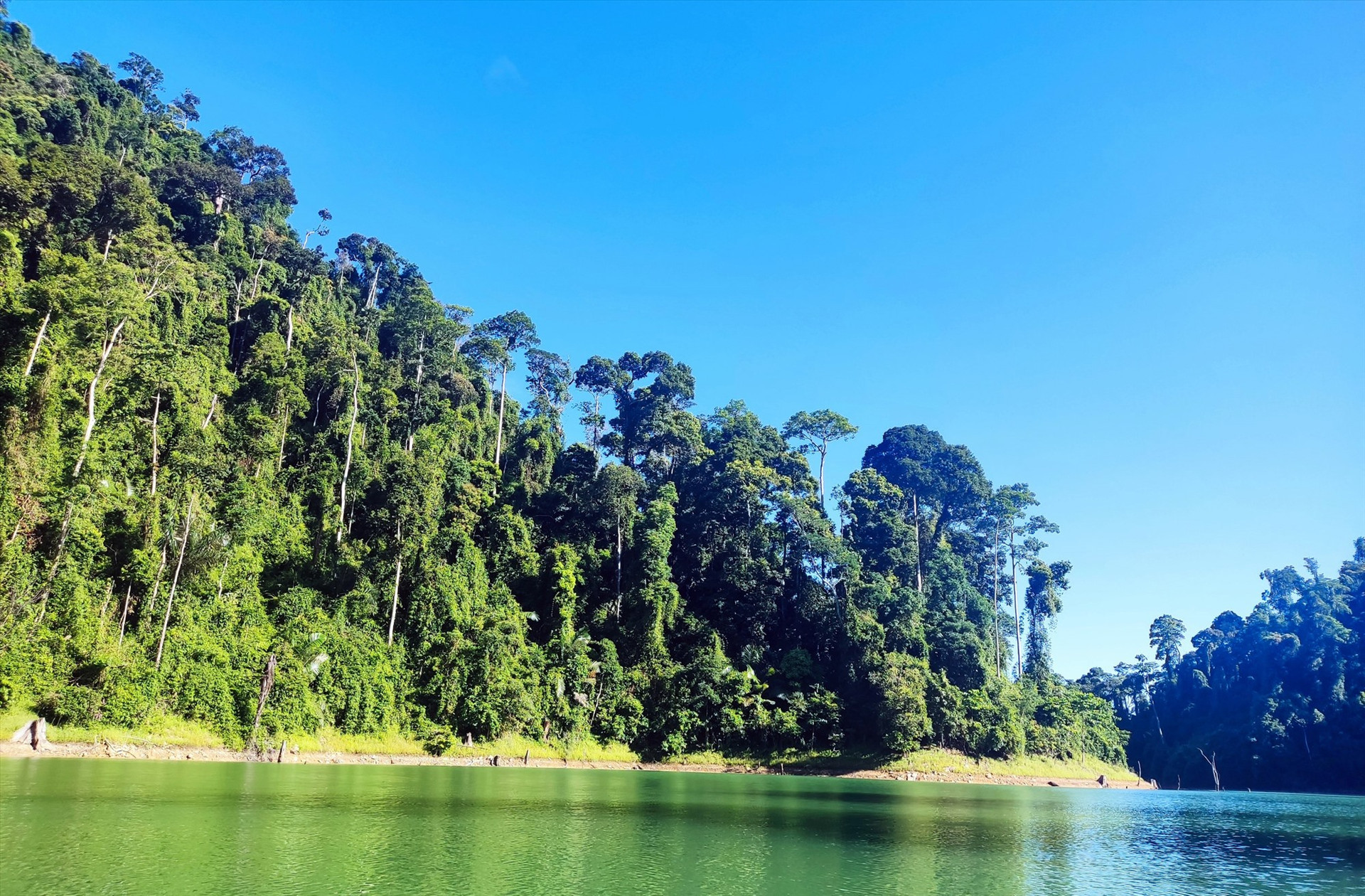 Diện tích rừng tự nhiên trên địa bàn huyện Nam Giang được quản lý, bảo vệ tốt hơn.