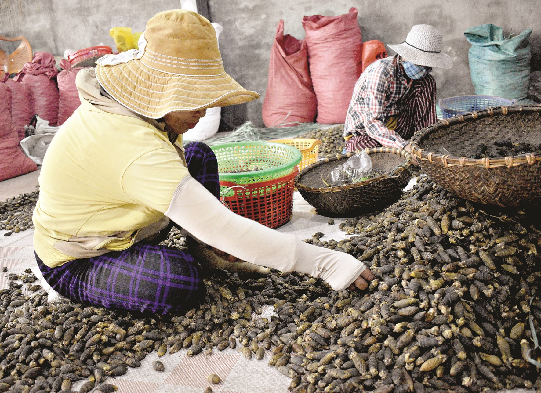 Nhặt quả cau khô giúp nhiều lao động nữ có nguồn thu nhập ổn định.