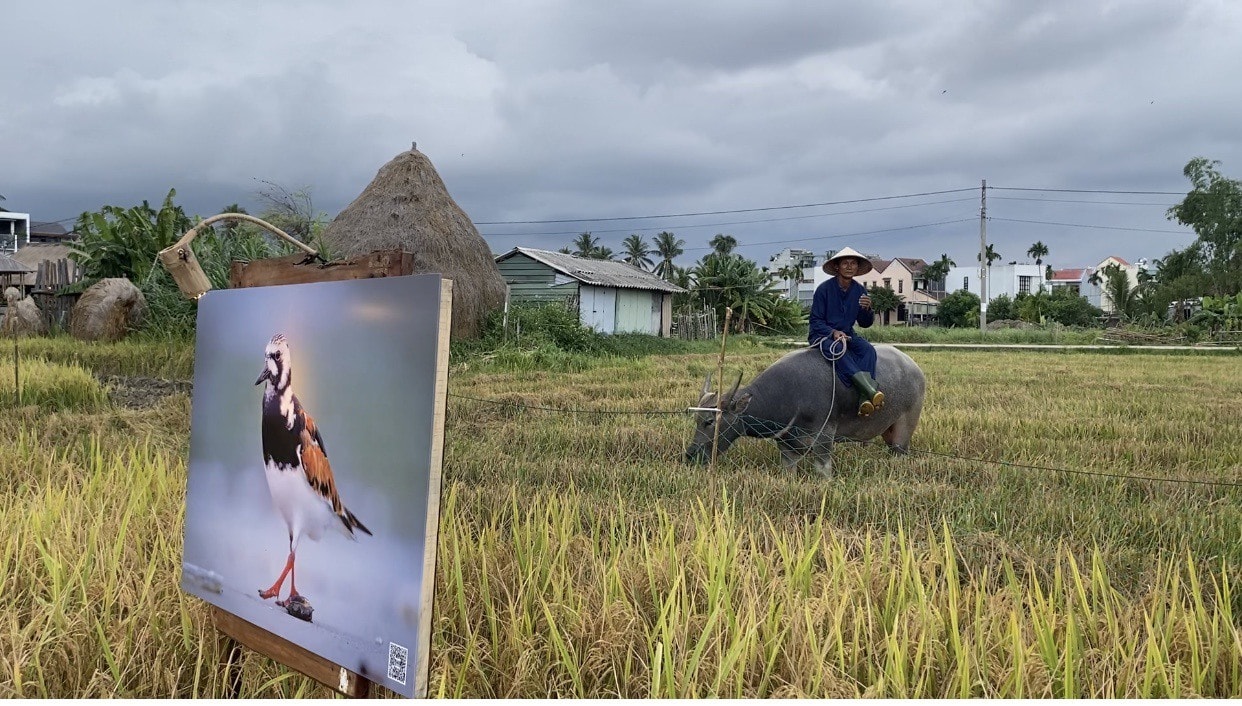 Triển lãm ảnh diễn ra trên cánh đồng lúa chin. Ảnh: V.L