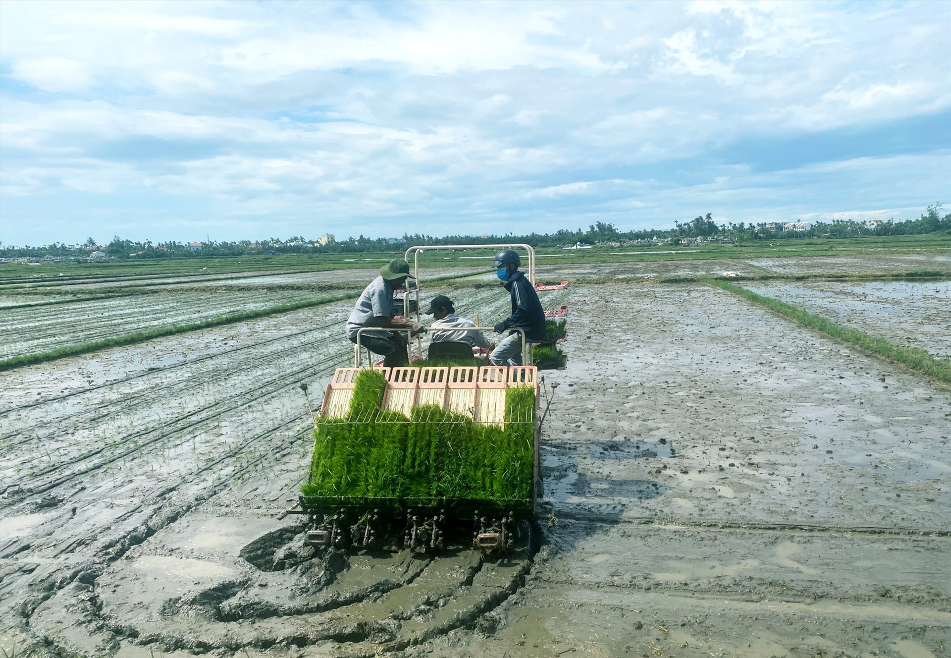 Nhờ sự hỗ trợ từ nhiều phía, vụ hè thu 2023 nông dân xã Cẩm Thanh (Hội An) liên kết với doanh nghiệp sản xuất lúa thương phẩm chất lượng cao theo phương thức hữu cơ.    Ảnh: PV