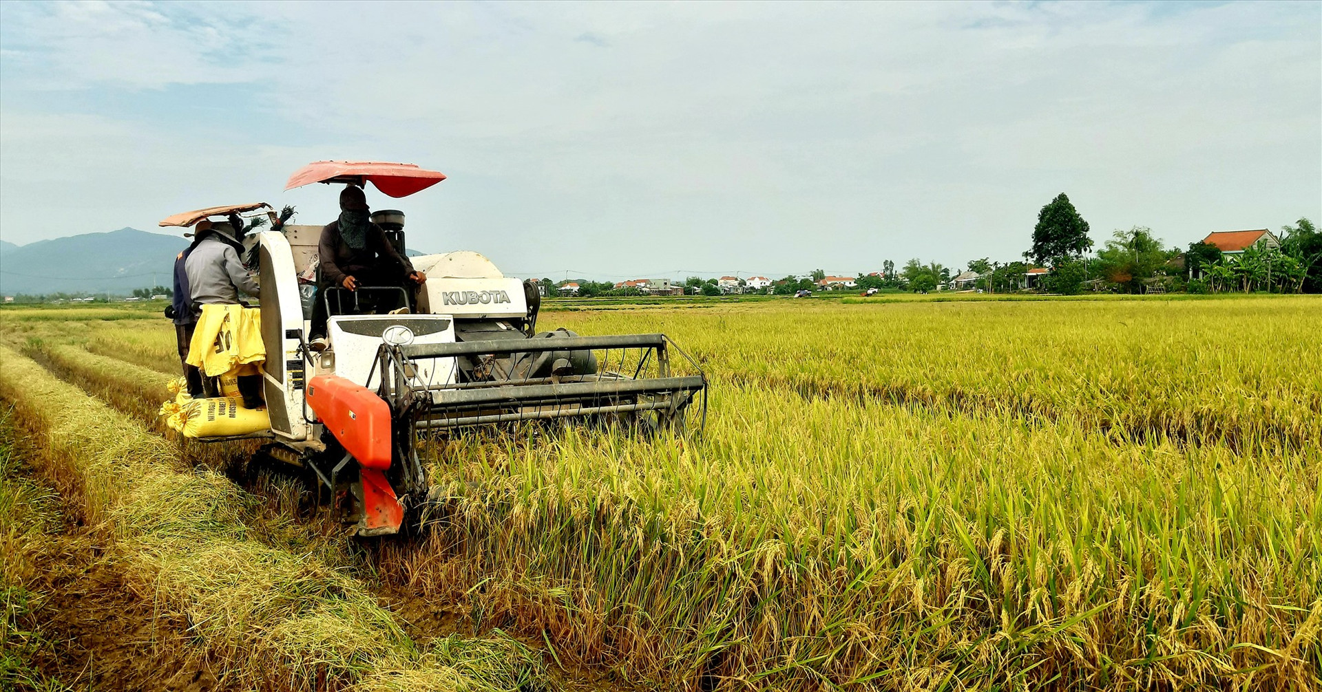 Những năm qua, nông dân Quảng Nam tích cực xây dựng mô hình cánh đồng mẫu lớn để liên kết với doanh nghiệp sản xuất giống lúa hàng hóa và lúa thương phẩm chất lượng cao.   Ảnh: PV