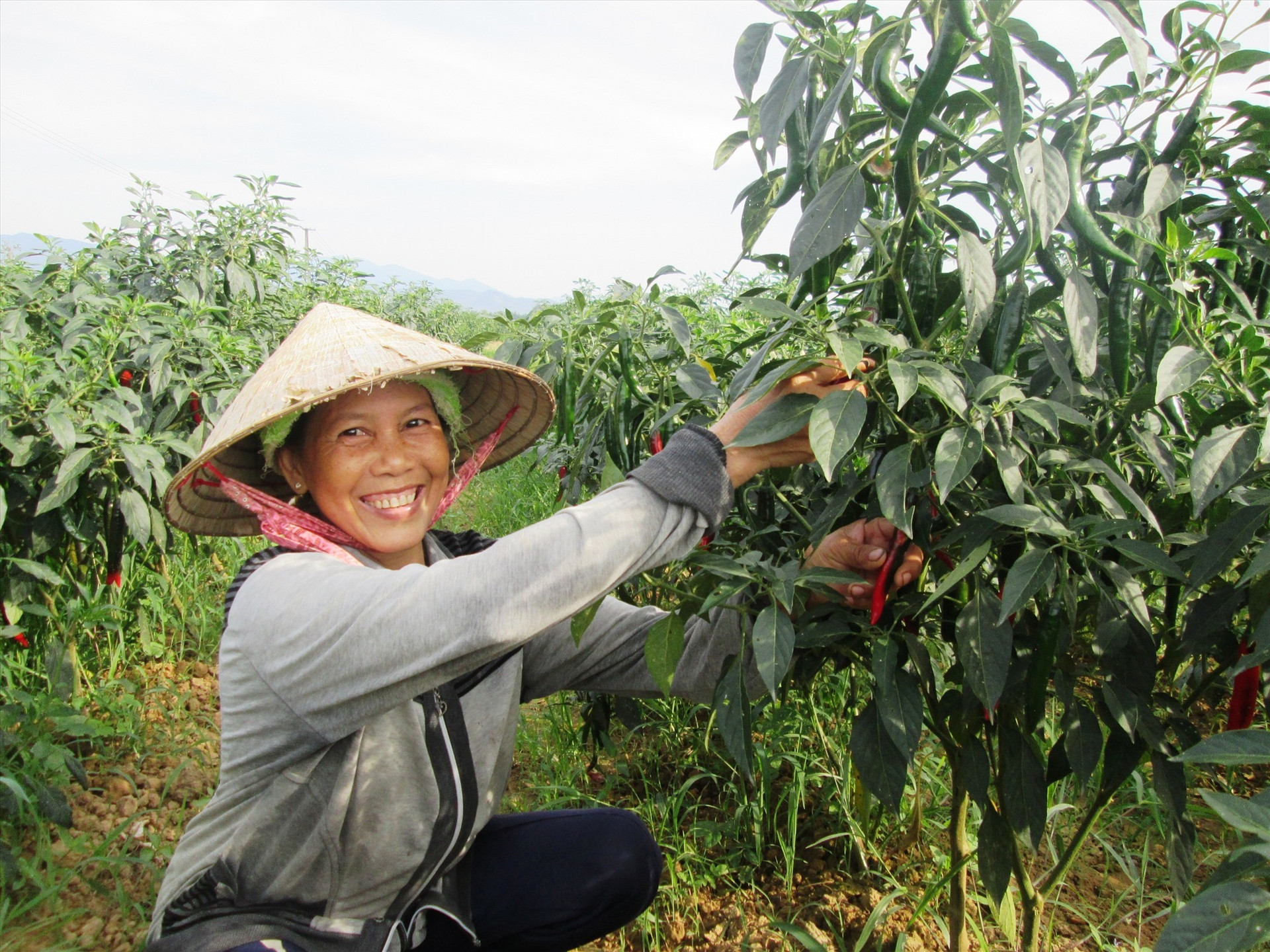 Nông dân xã Duy Châu (Duy Xuyên) có nguồn thu nhập cao từ mô hình liên kết sản xuất ớt xuất khẩu với doanh nghiệp.    Ảnh: PV