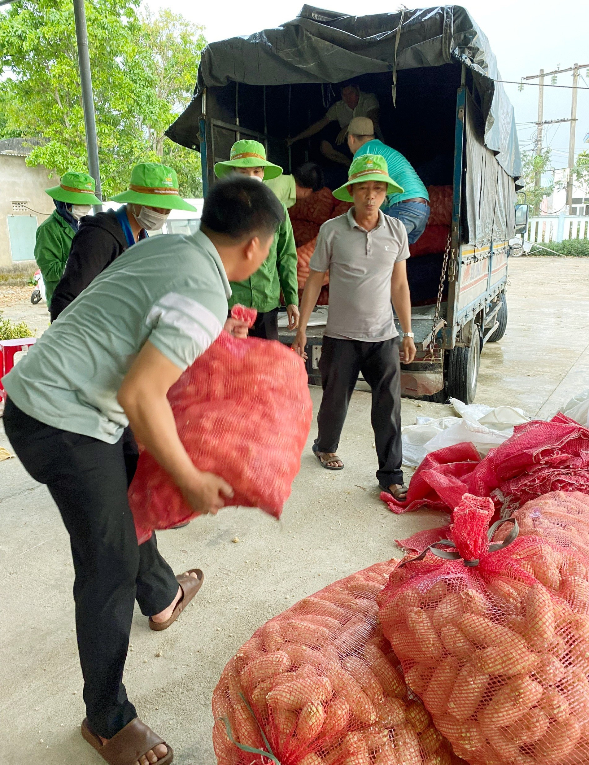 Doanh nghiệp thu mua sản phẩm bắp nếp giống của nông dân xã Đại Thắng (Đại Lộc) đưa đi tiêu thụ.   Ảnh: PV