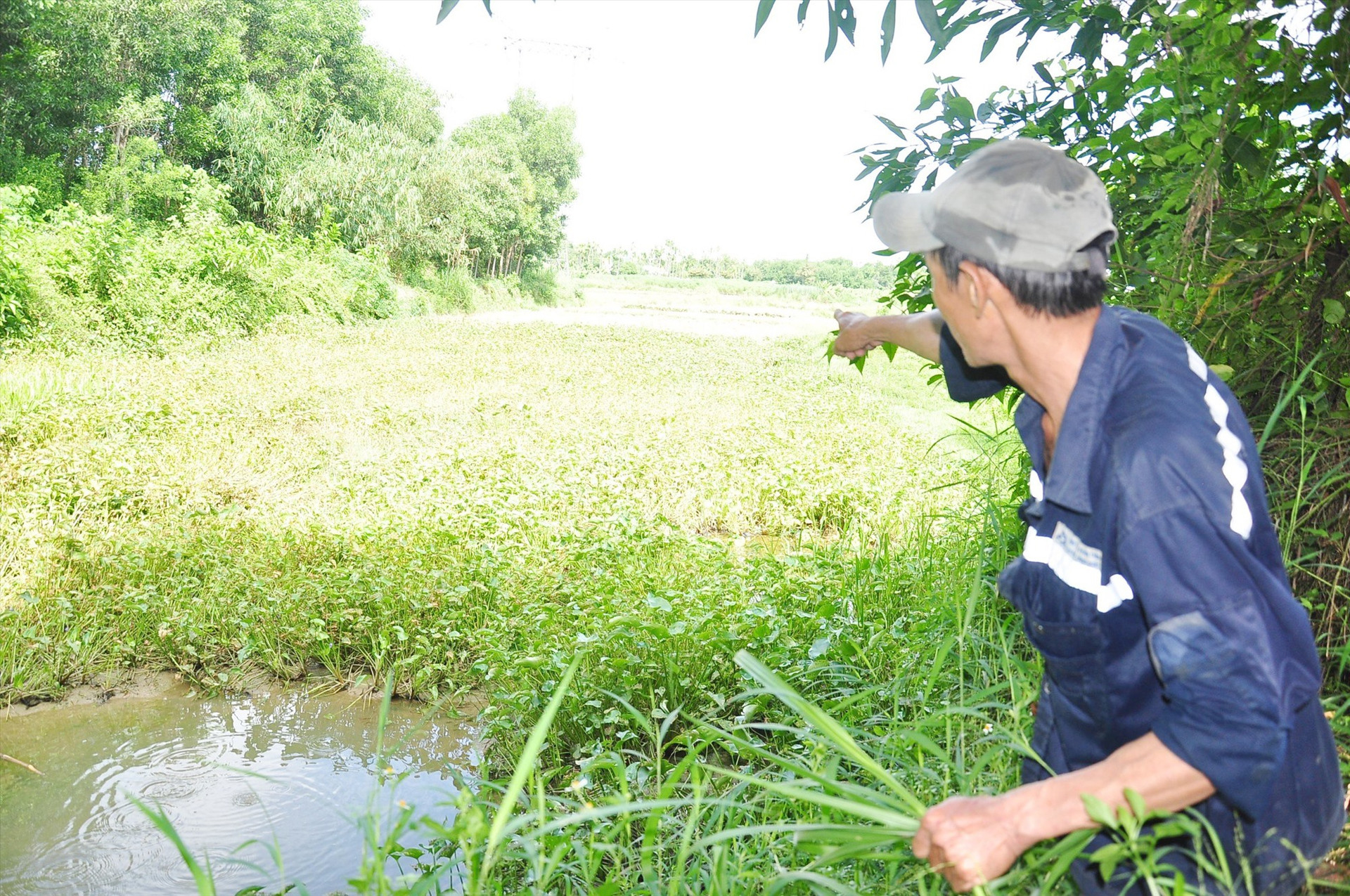 Thửa ruộng hơn 800m2 của gia đình bà Nguyễn Thị Yến bị bỏ hoang nhiều năm nay do ngập nước. Ảnh: ĐÔNG ANH