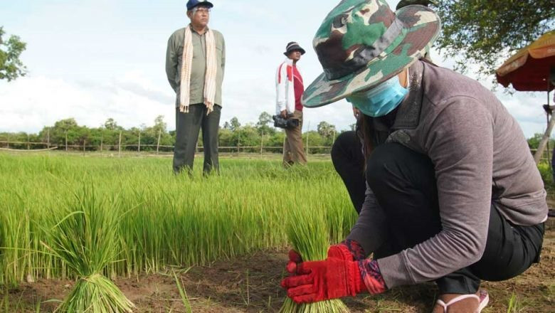 Nông dân Campuchia tham gia dự án IBIS Rice