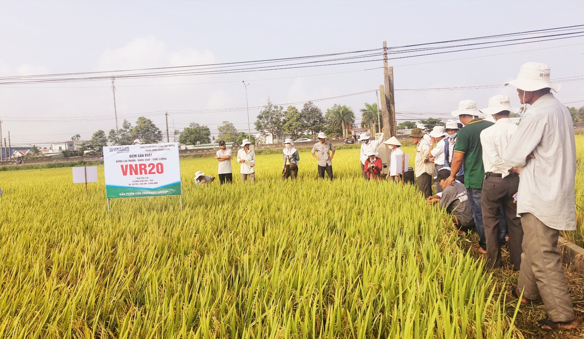 Tại vùng Đông Quế Sơn, nhiều mô hình liên kết sản xuất giống lúa hàng hóa và lúa thương phẩm chất lượng cao cho nông dân mức thu nhập khá.    Ảnh: PV