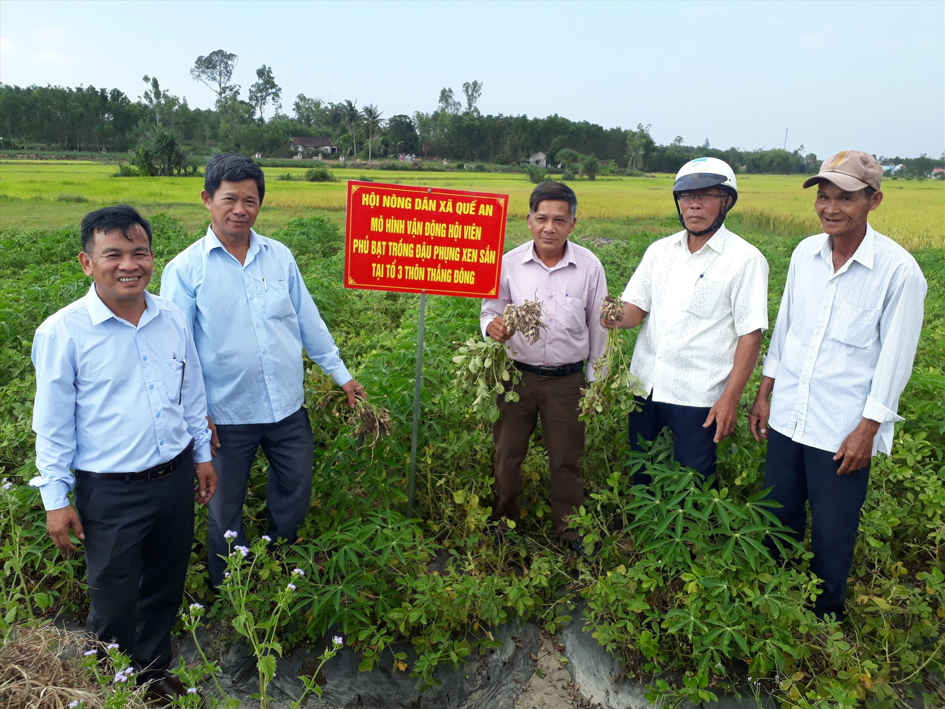 Mô hình trồng đậu phụng trên đất lúa ở xã Quế An mang lại hiệu quả kinh tế cao.  Ảnh: PV