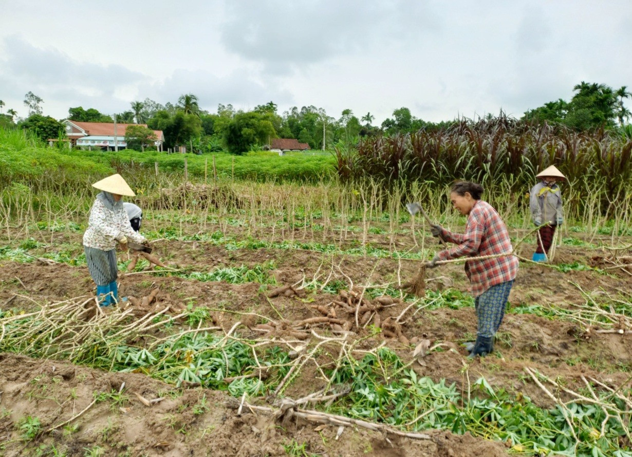 Chuyển đất lúa sản xuất kém hiệu quả sang trồng sắn chuyên canh giúp nông dân Quế Sơn tăng thêm nguồn thu nhập.   Ảnh: PV