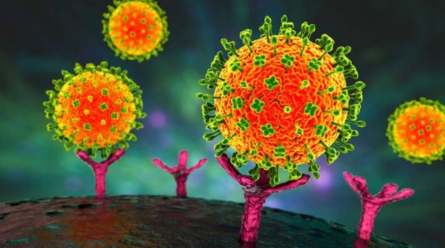 Virus Nipah liên kết với các thụ thể trên tế bào người trong giai đoạn đầu nhiễm bệnh. (Nguồn ảnh: Dr_microbe/Getty).