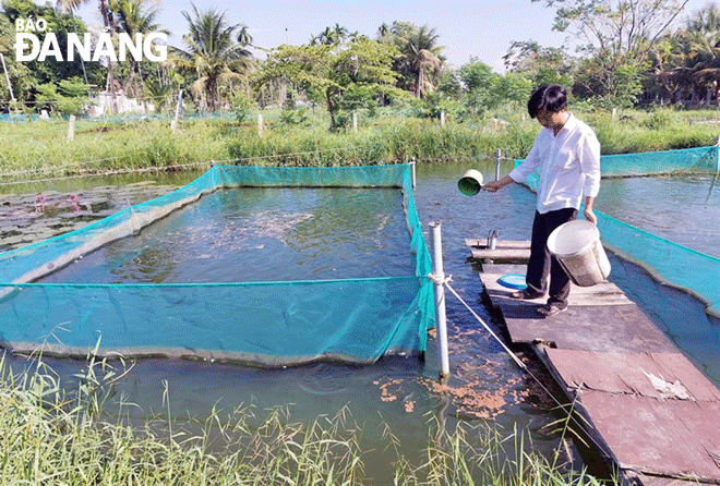 Mô hình nuôi trồng cá thát lát của anh Cao Văn Tới tại xã Hòa Khương (huyện Hòa Vang) phát huy hiệu quả, tạo công ăn việc làm cho người dân. Ảnh: H.T
