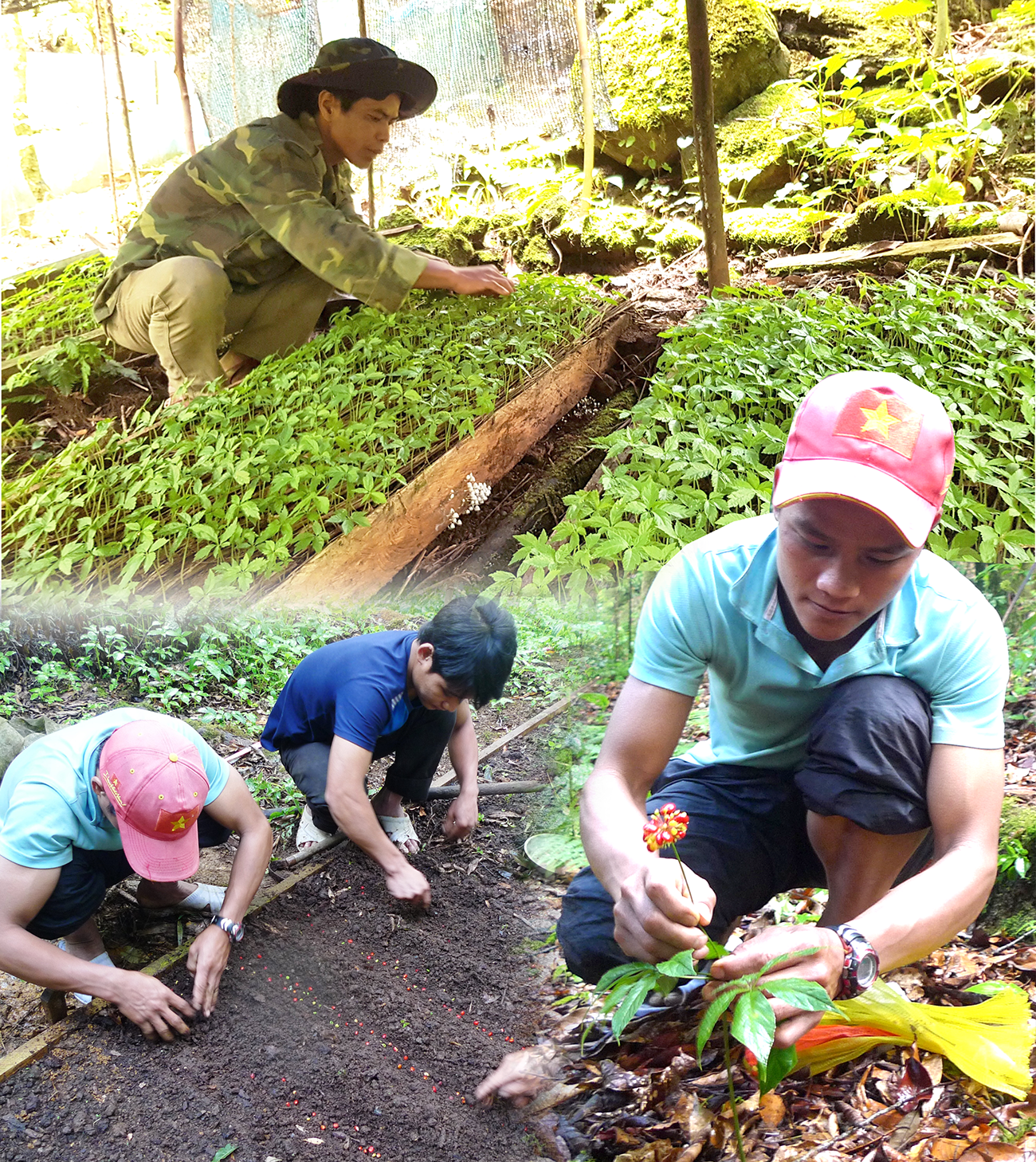 Người dân thuê môi trường rừng để nhân giống trồng sâm Ngọc Linh tại xã Trà Linh (Nam Trà My)