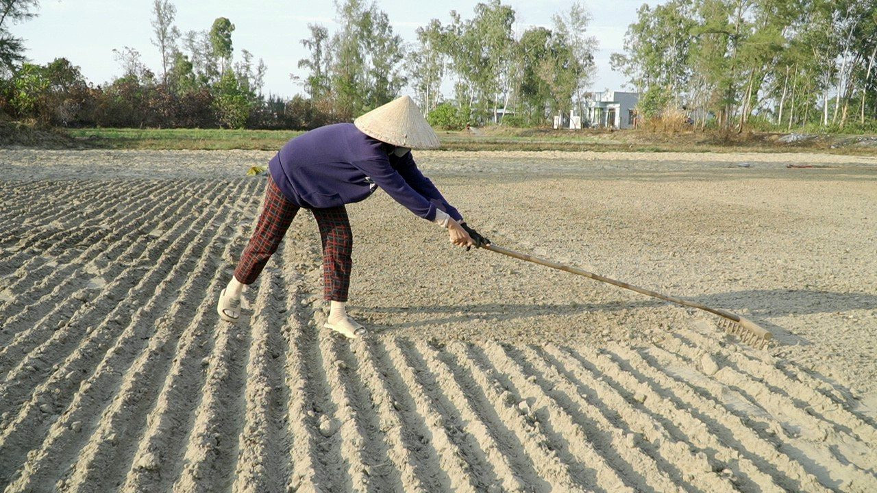 Một nông dân cào lấp hạt giống, làm bằng mặt ruộng để tưới nước. Ảnh: Q.T