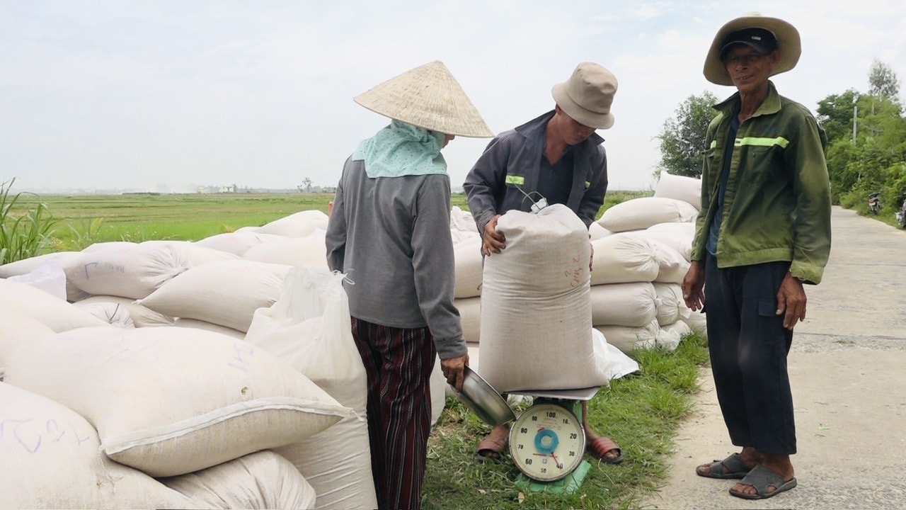 Lúa được công ty TNHH Thái Bình Seed Miền trung - Tây Nguyên thu mua ngay khi vừa thu hoạch.