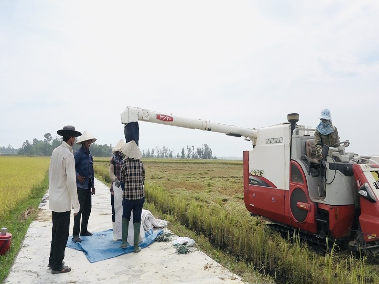 Nhờ liên kết sản xuất đã tạo nhiều thuận lợi cho người nông dân từ khâu sản xuất đến thu hoạch lúa.