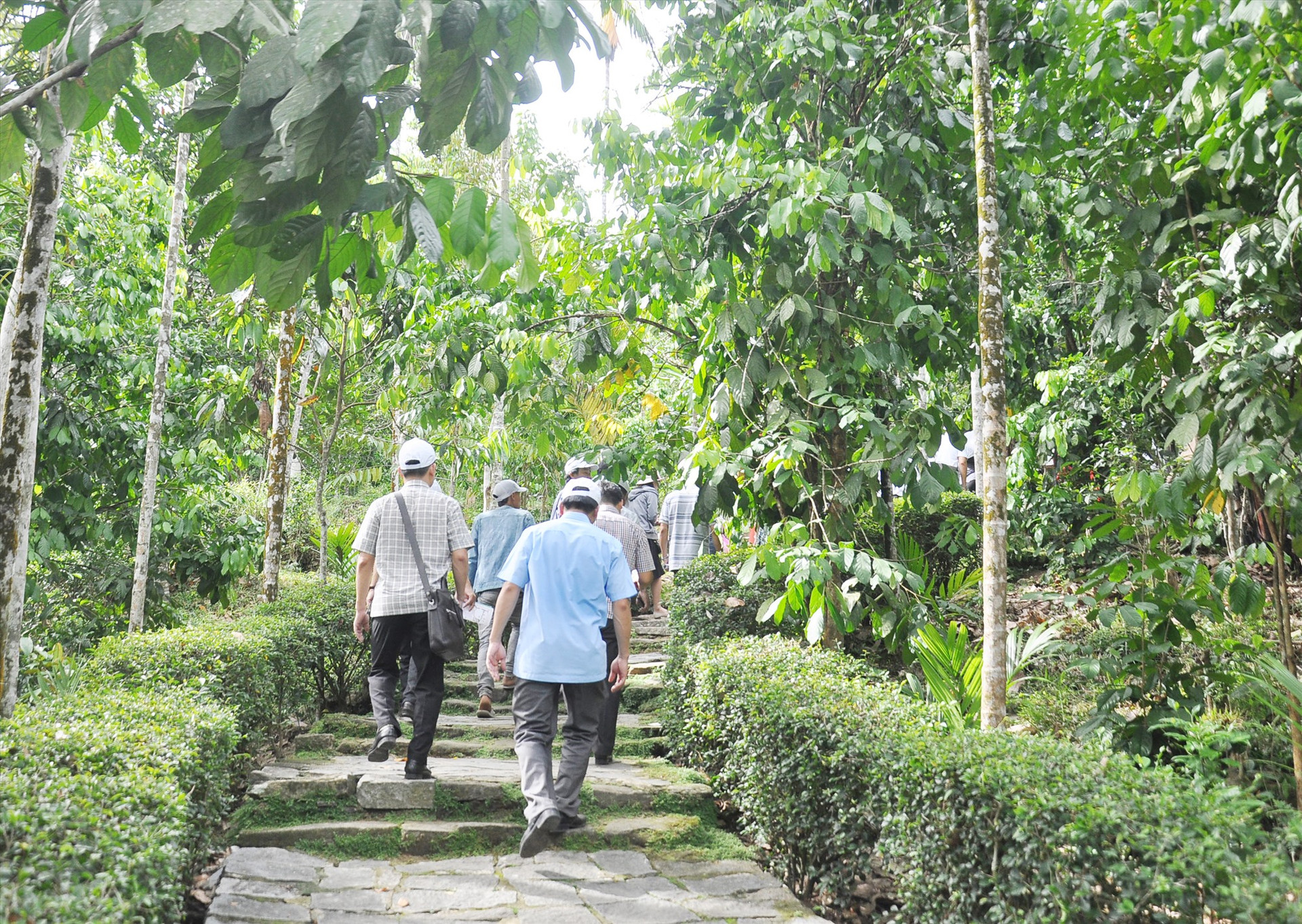 Phong trào cải tạo vườn được nhân rộng, lan tỏa trong cộng đồng ở xã Tiên Cảnh và nhiều địa phương khác trên địa bàn huyện Tiên Phước. Ảnh: V.A