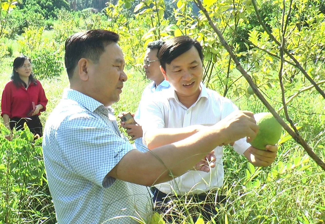 Mô hình trồng cây ăn quả đang được huyện Nam Giang chú trọng phát triển.