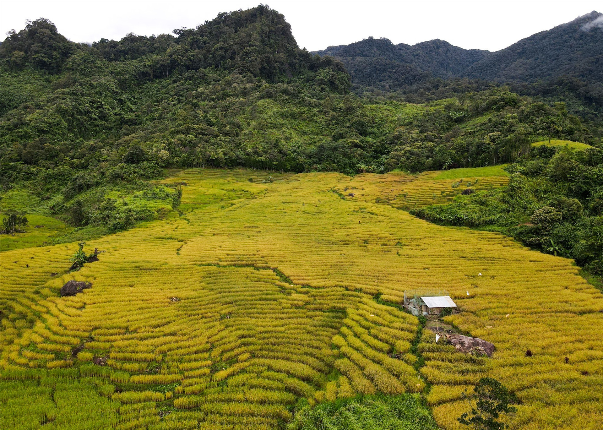 A terraced field in the highland commune of Tra Cang (Nam Tra My) has turned golden.