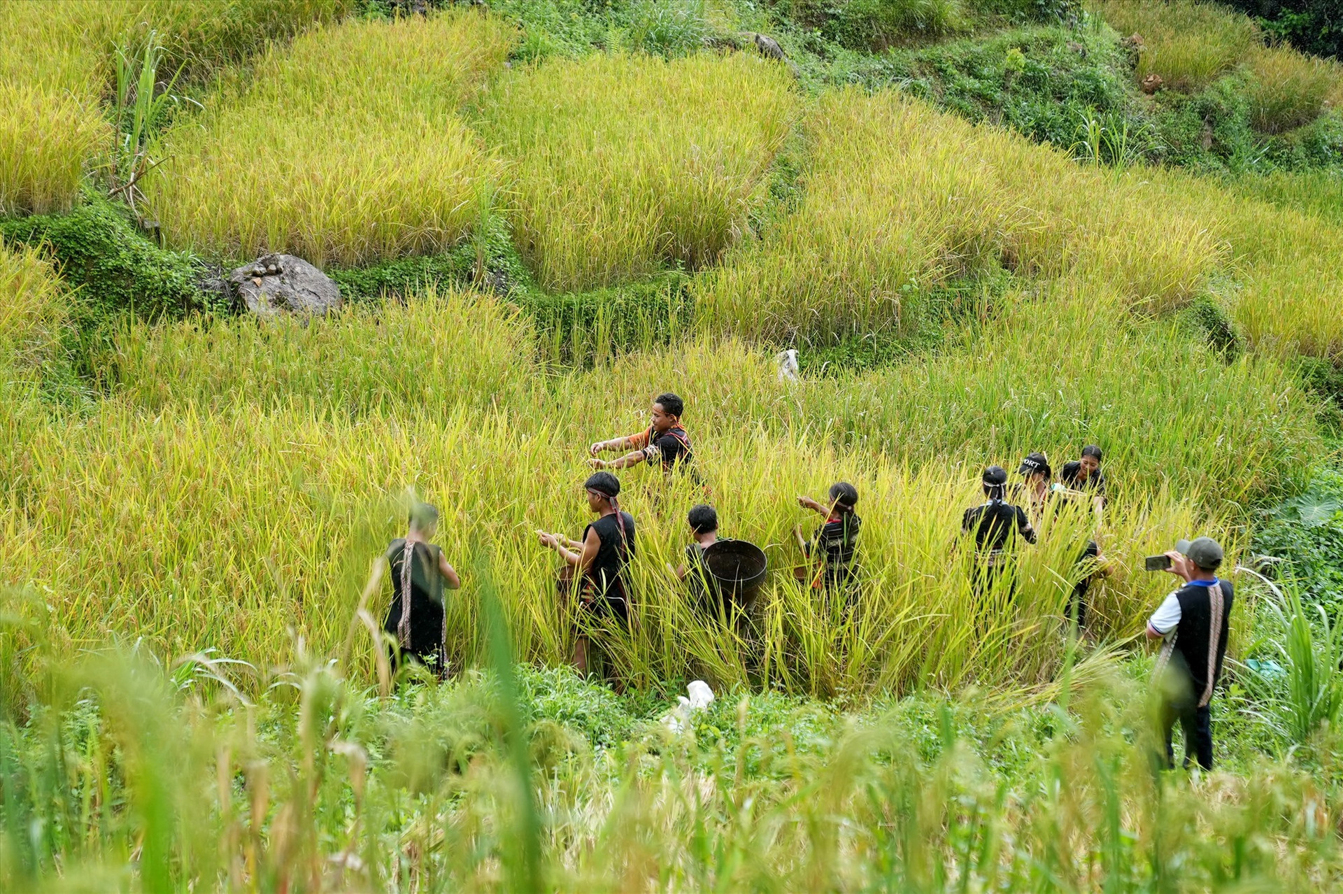 Helping each other harvest rice is a beautiful tradition of the Xe Dang people.